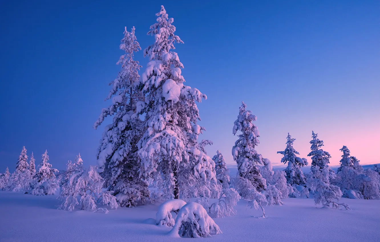 Photo wallpaper winter, snow, nature