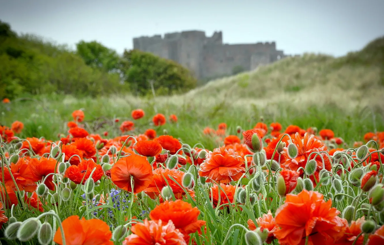 Photo wallpaper flowers, background, Maki