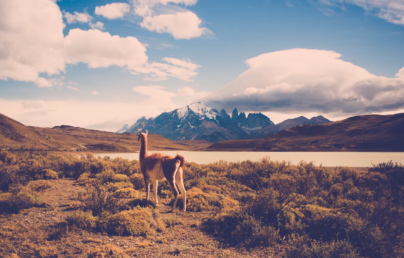 Photo wallpaper mountains, animal, wool, Lama