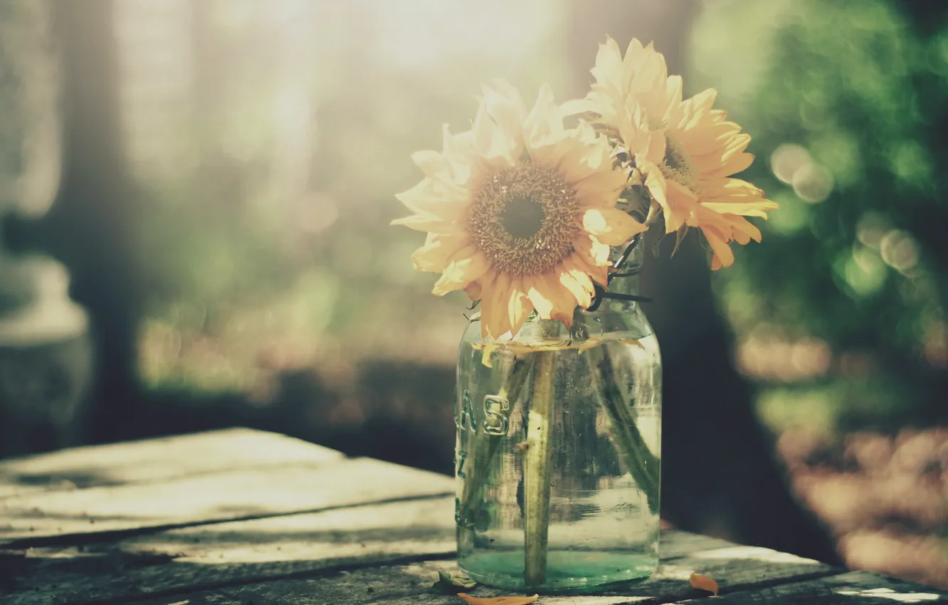 Photo wallpaper sunflowers, background, Bank