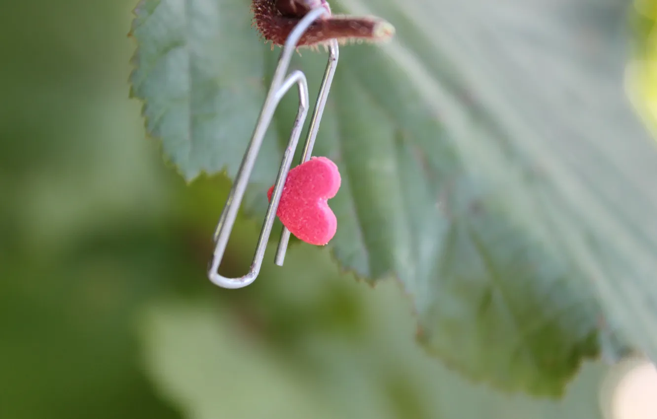 Photo wallpaper macro, heart, leaf, clip