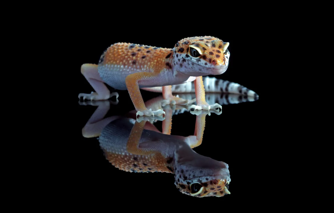 Photo wallpaper reflection, black background, Gecko