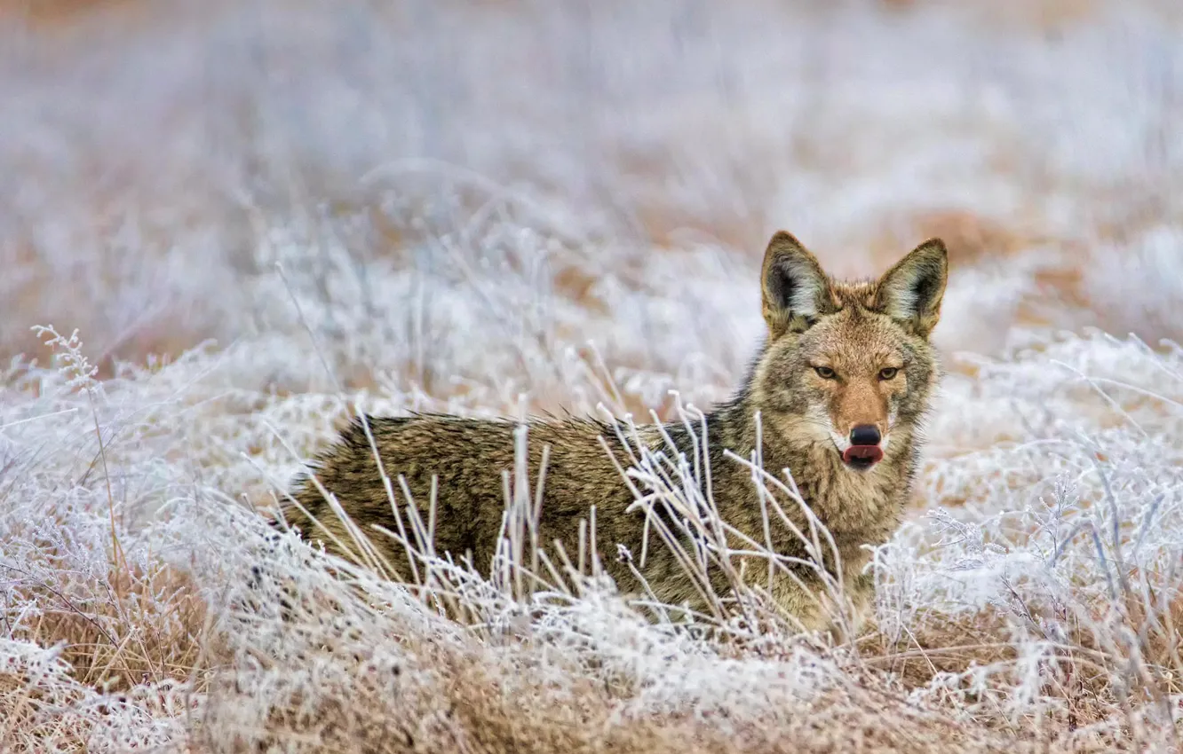 Photo wallpaper frost, wolf, Washington, USA, coyote, Marymoor Park, Redmond