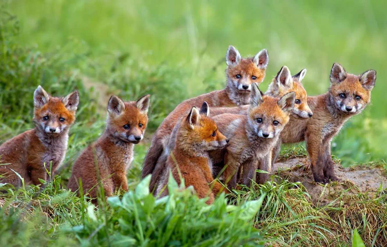 Photo wallpaper nature, Fox, a lot, Fox, brood