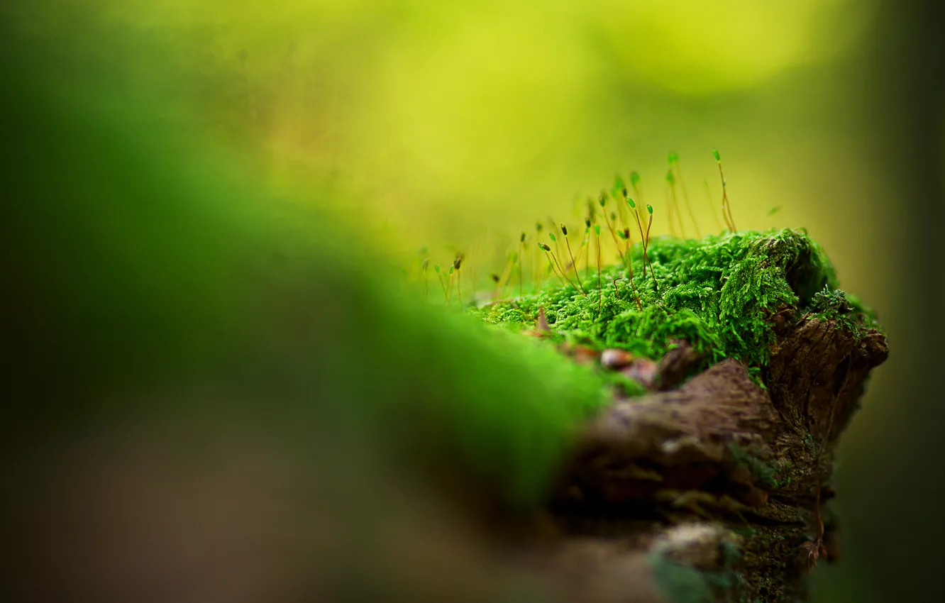 Photo wallpaper grass, macro, moss, razmytost