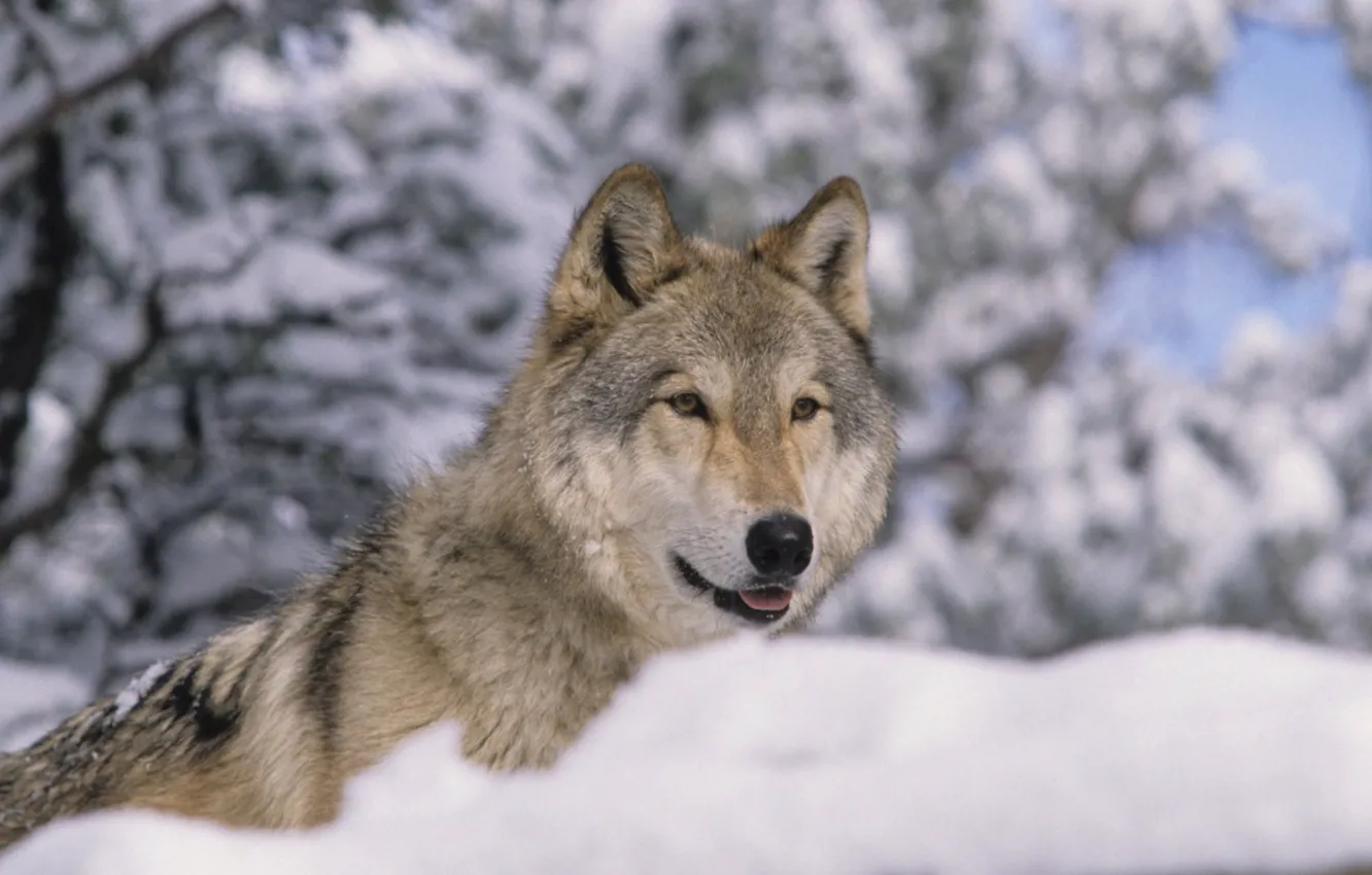 Photo wallpaper Predator, nature, animal, wolf, wildlife, portrait, portrait., Canis lupus. face