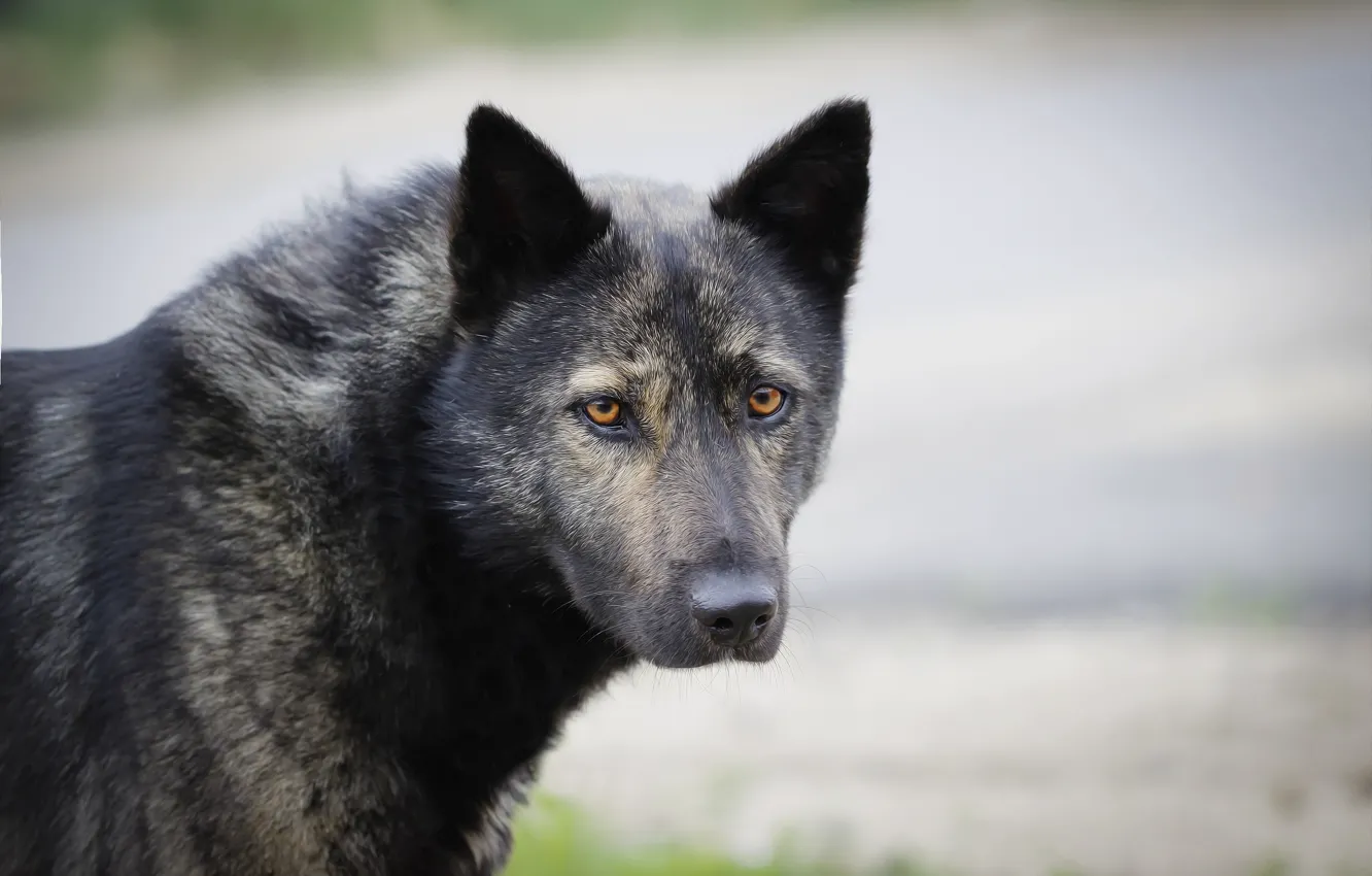 Photo wallpaper face, background, each, dog