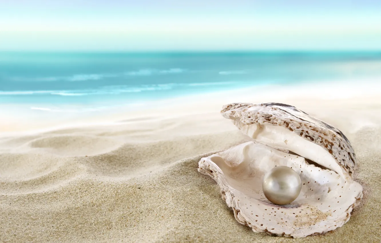 Photo wallpaper sand, sea, beach, shell, beach, sea, sand, shore