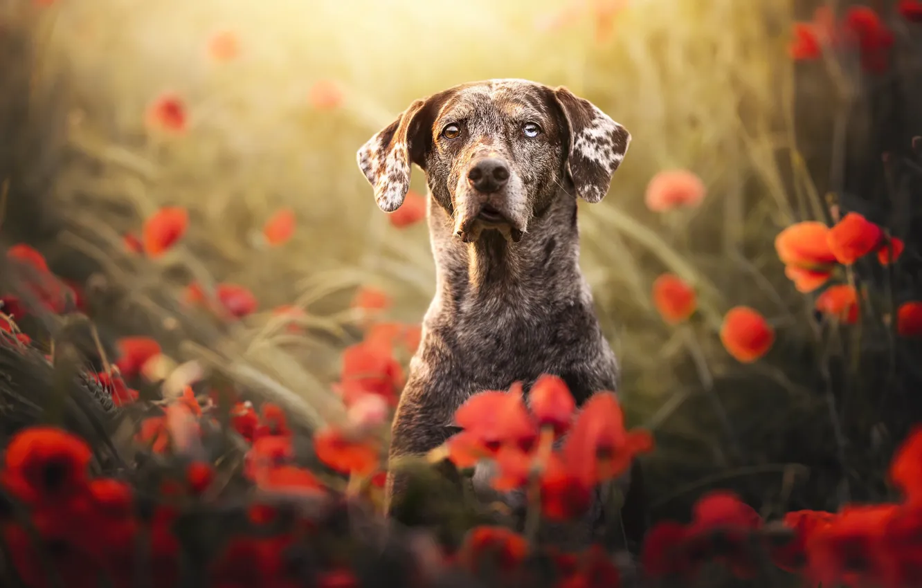 Photo wallpaper face, flowers, Maki, portrait, dog, bokeh, poppy field, shorthaired pointer