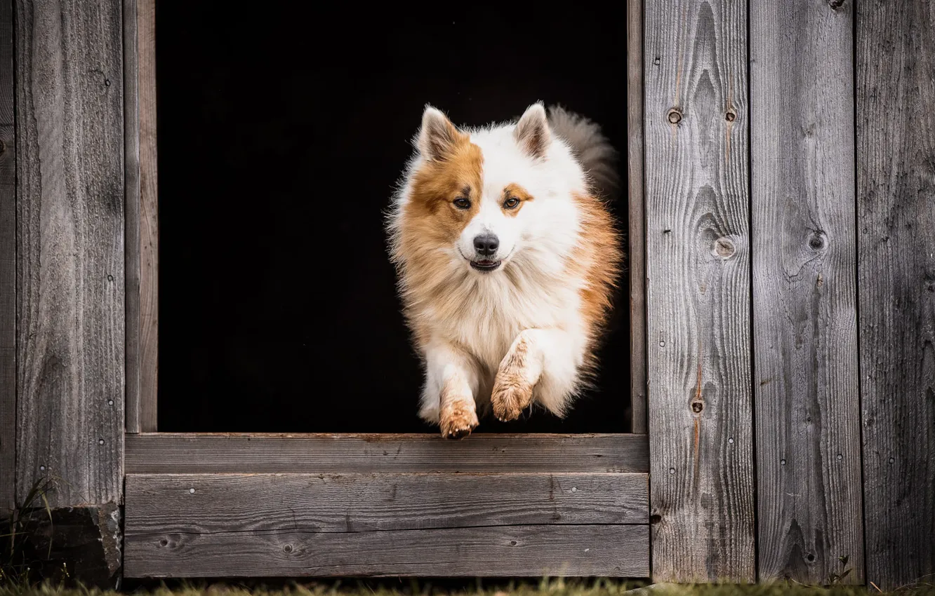 Photo wallpaper look, jump, Board, dog, red, black background, the room, hole