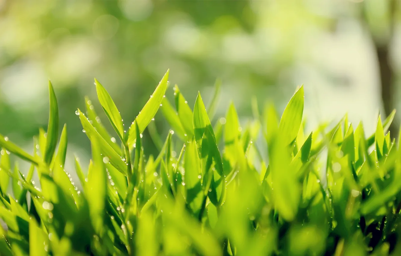 Photo wallpaper leaves, the sun, drops, Rosa, tea, Rostock