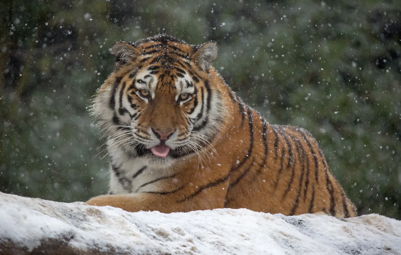 Photo wallpaper look, snow, tiger, wild cat