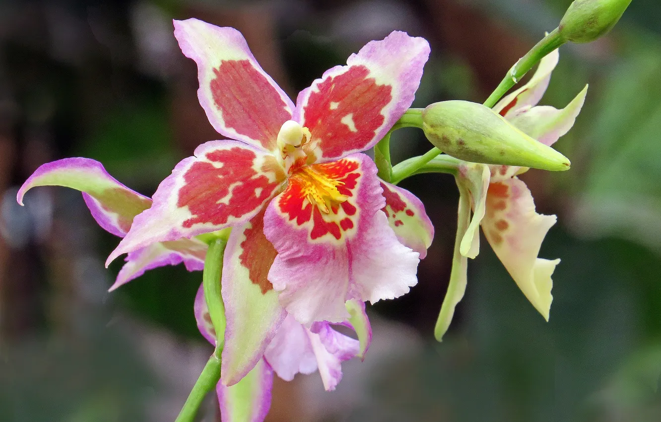 Photo wallpaper macro, flowers, flower, flowers, macro, Lovely orchid