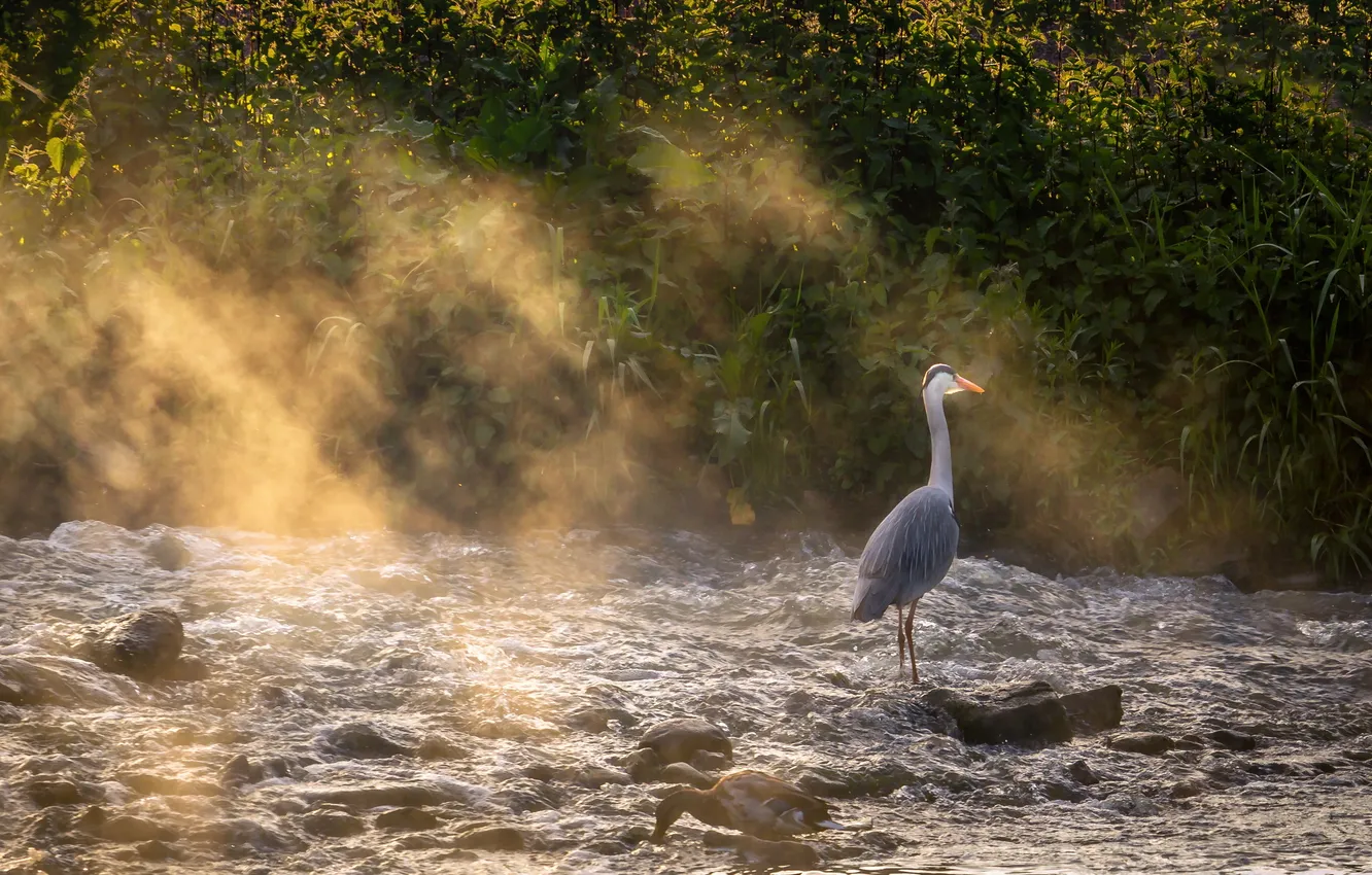 Photo wallpaper light, nature, Heron mist