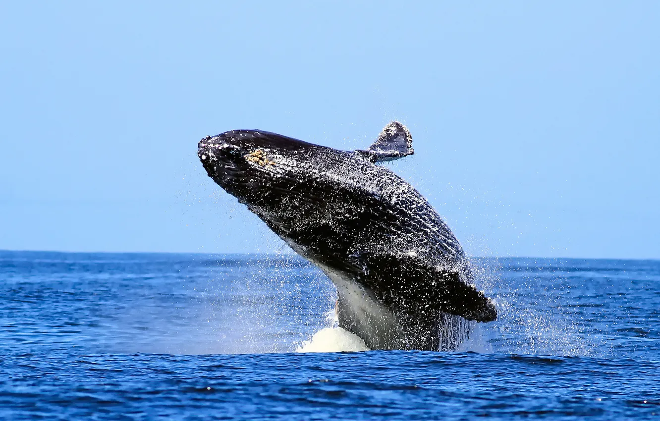 Photo wallpaper sea, the sky, squirt, humpback whale, humpback whale