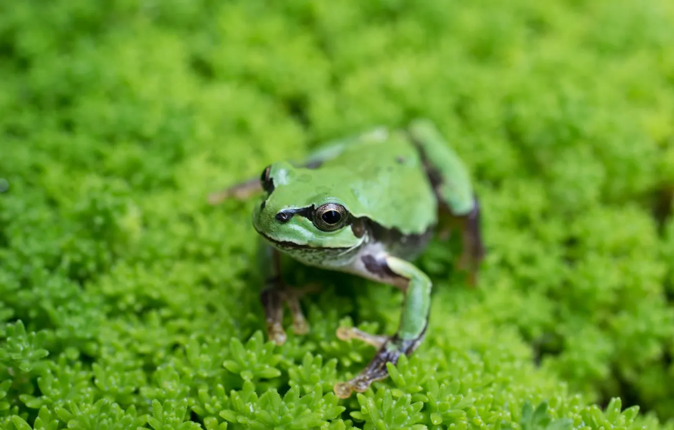 Photo wallpaper grass, eyes, frog, paws