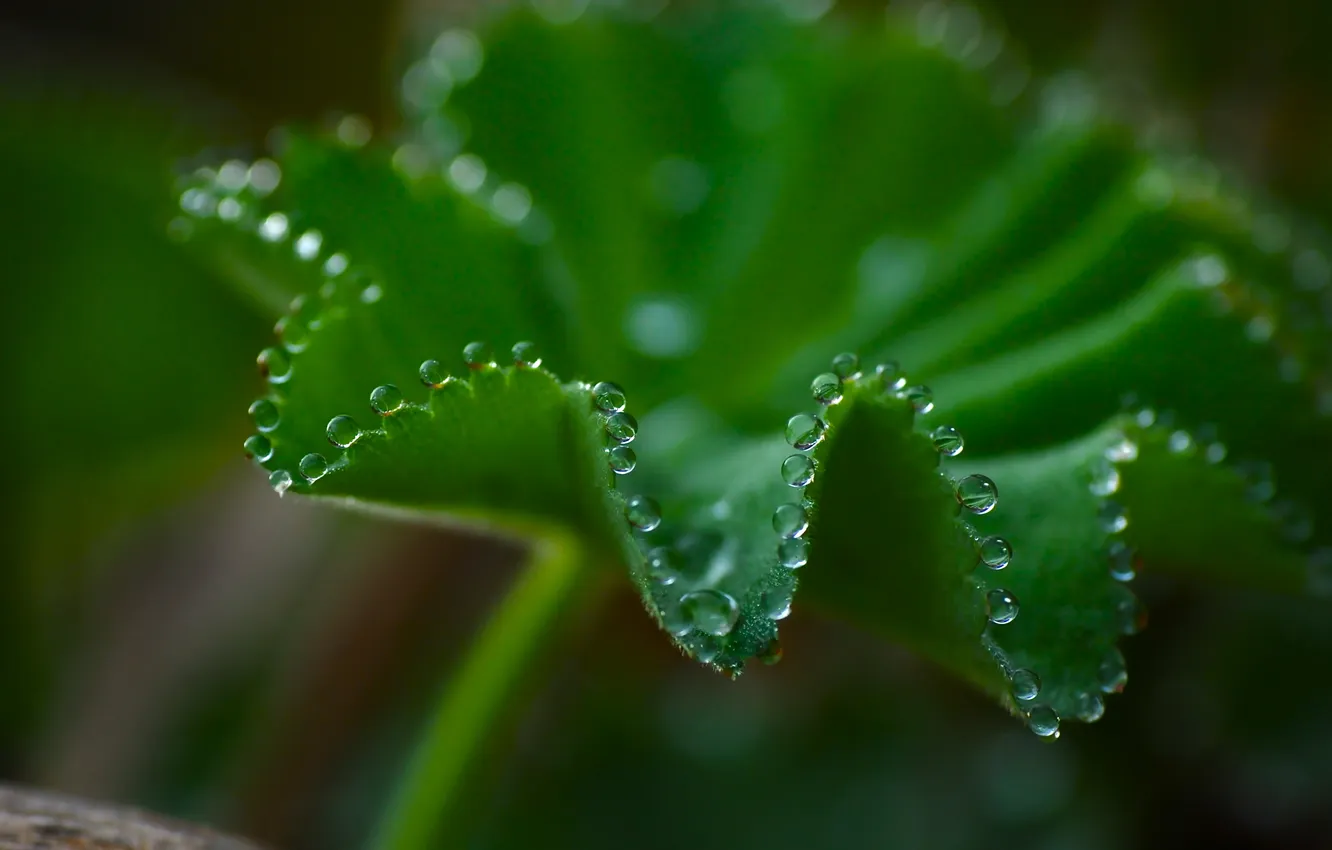Photo wallpaper leaves, drops, macro, businki