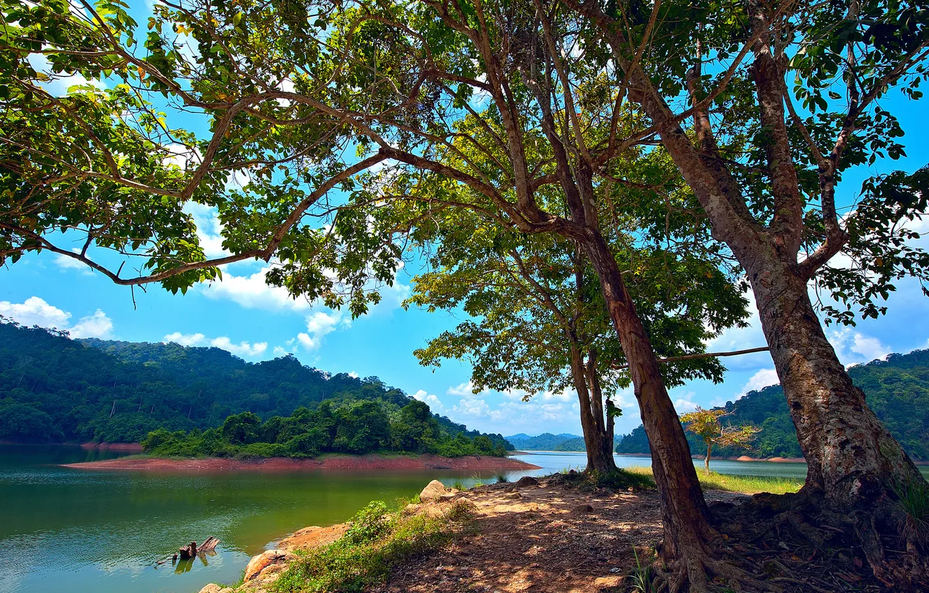 Photo wallpaper trees, lake, island, Malaysia, Malaysia, Kedah, Pedu Lake