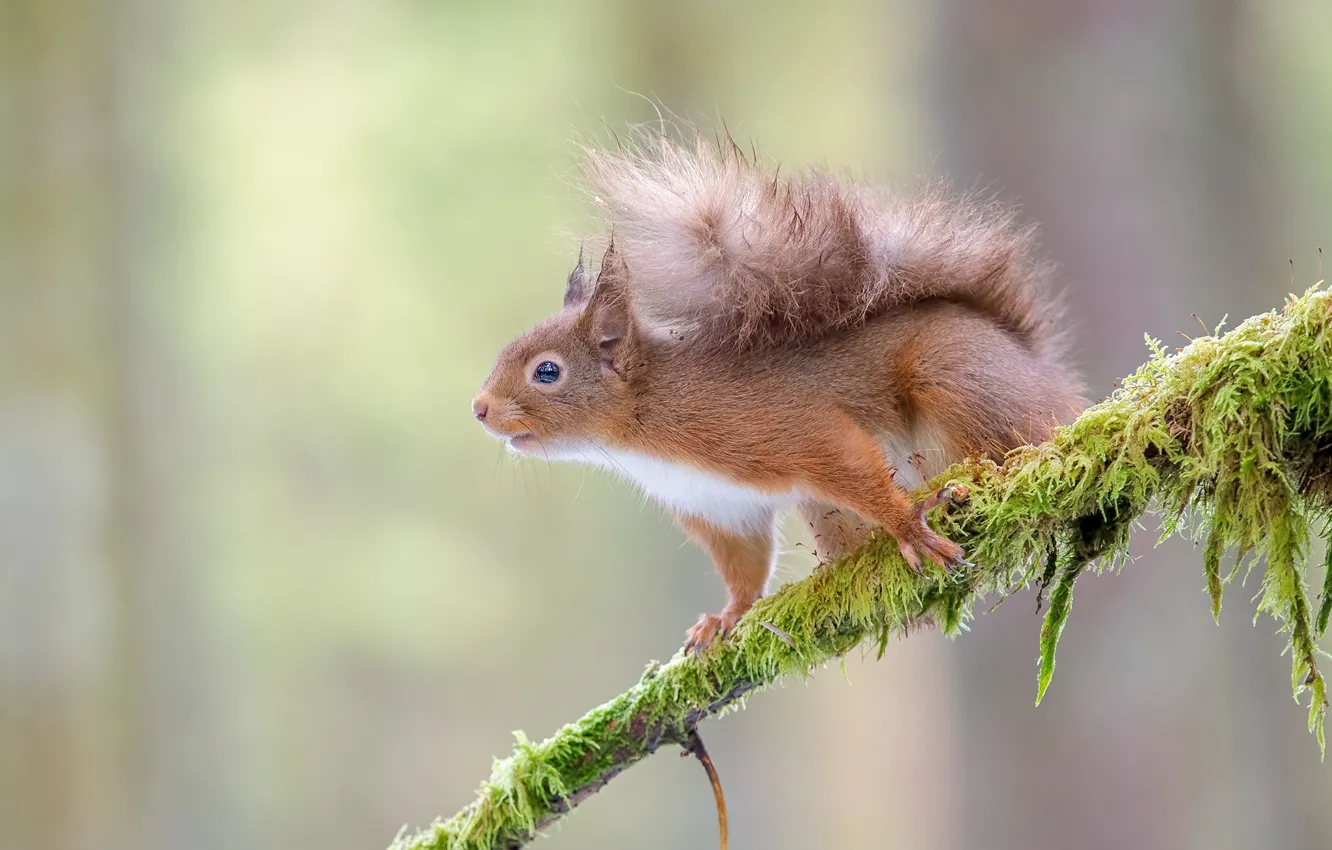 Photo wallpaper branches, background, protein, red, bokeh