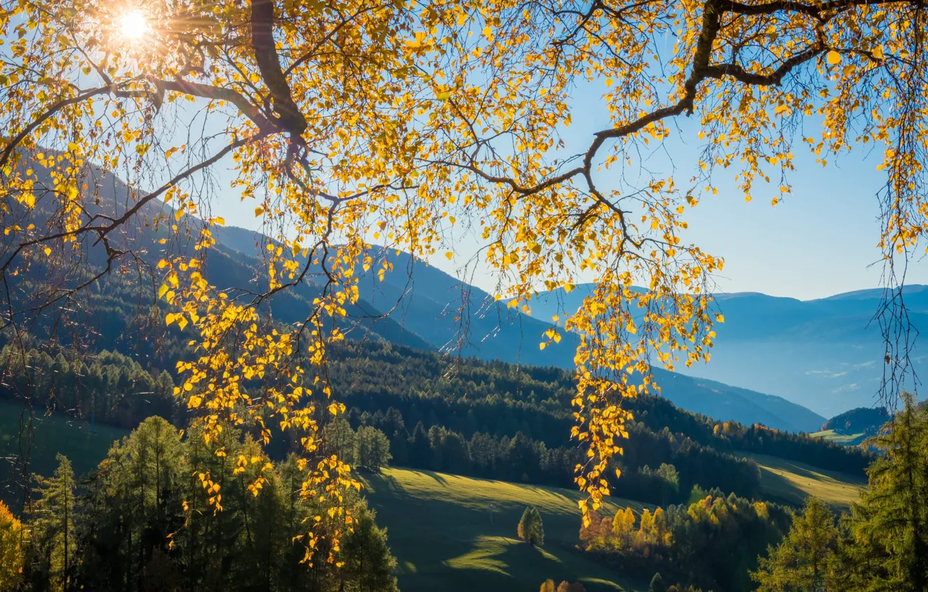 Photo wallpaper field, yellow, trees, blue, birch, autumn, mountains, dal