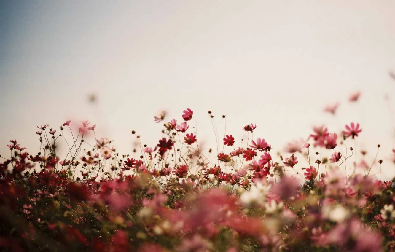 Photo wallpaper flowers, stalks, flowers field