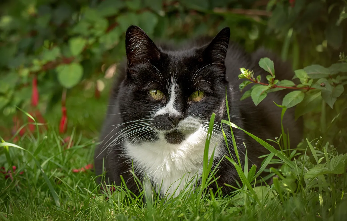 Photo wallpaper cat, grass, look, muzzle