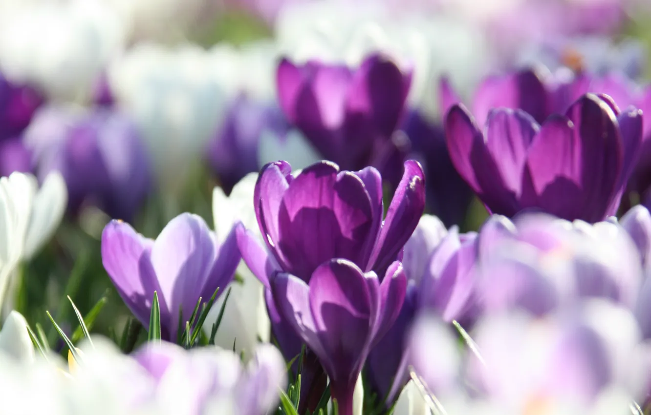 Photo wallpaper macro, spring, petals, blur, purple, white, lilac, Crocuses