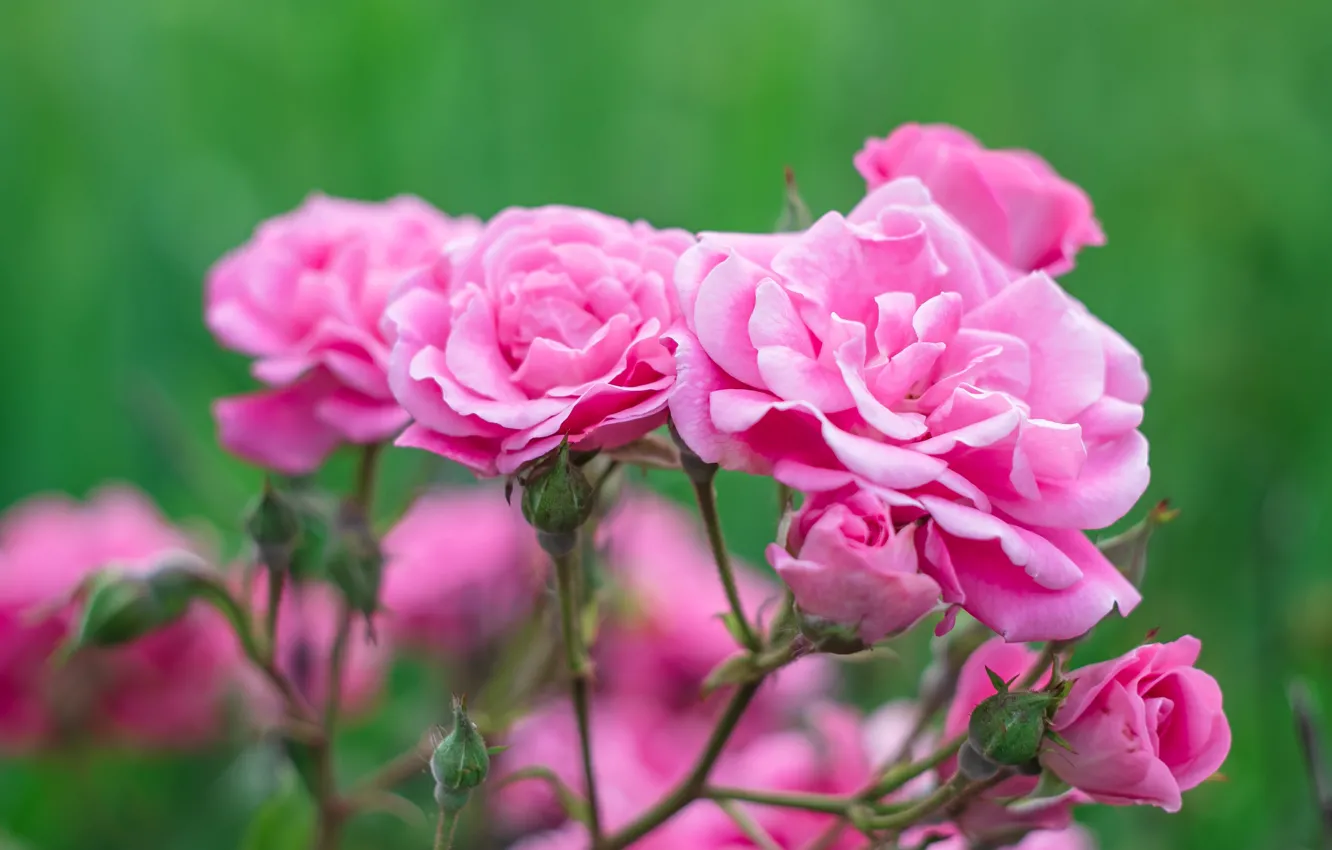 Photo wallpaper pink, rose, Bush, garden, tea
