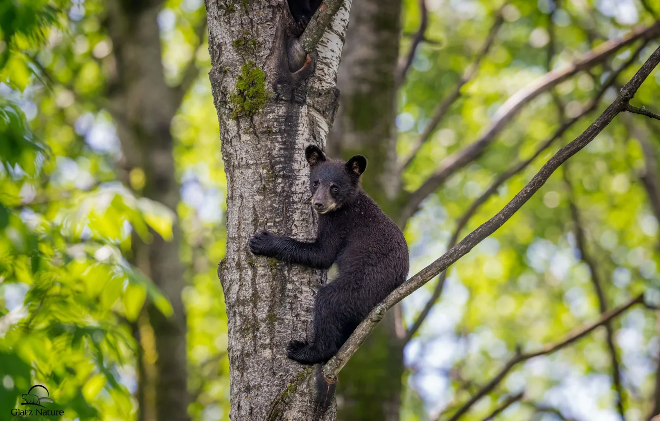Photo wallpaper trees, bear, bear, cub