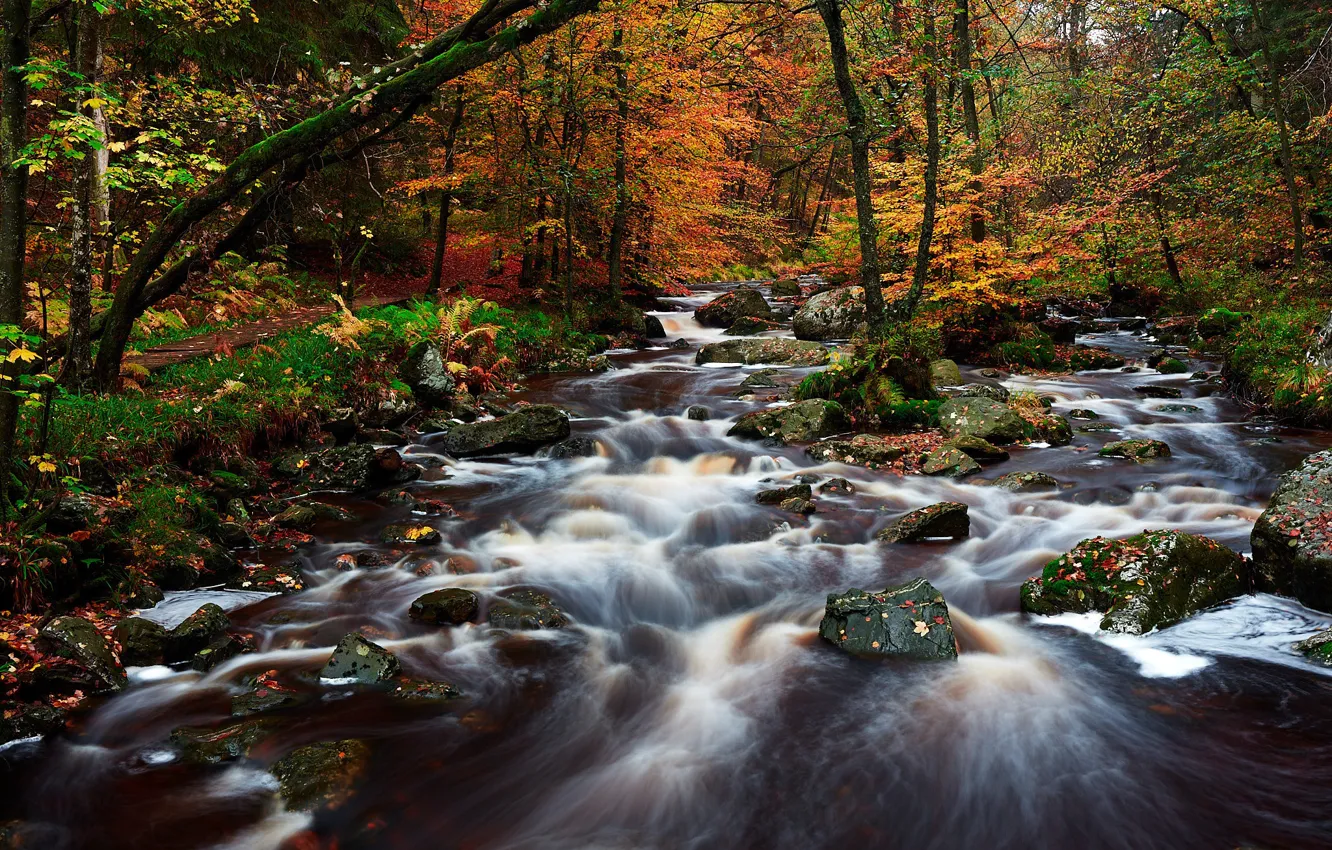 Photo wallpaper autumn, forest, trees, river, streams