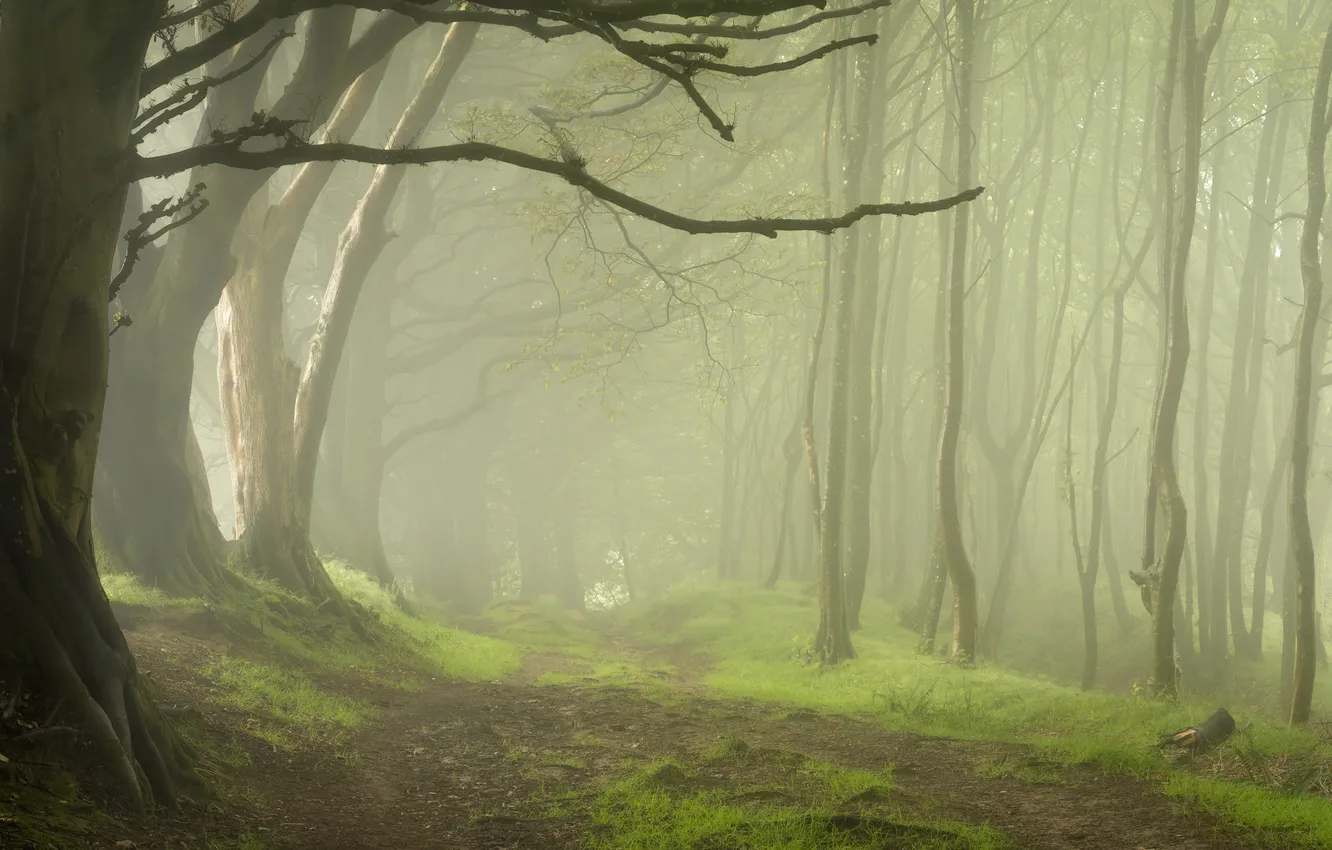 Photo wallpaper forest, trees, nature, branch