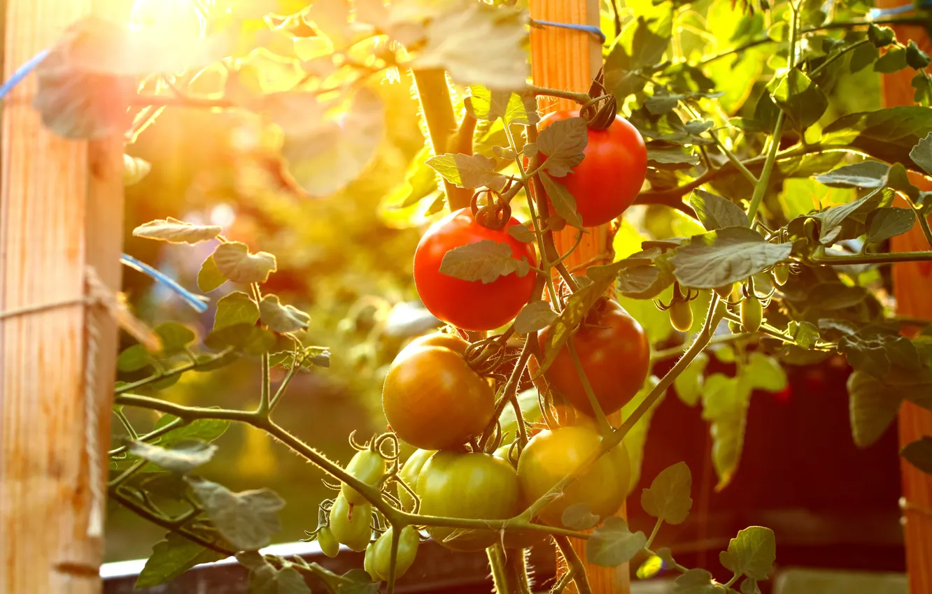 Photo wallpaper light, nature, garden, tomatoes, the garden