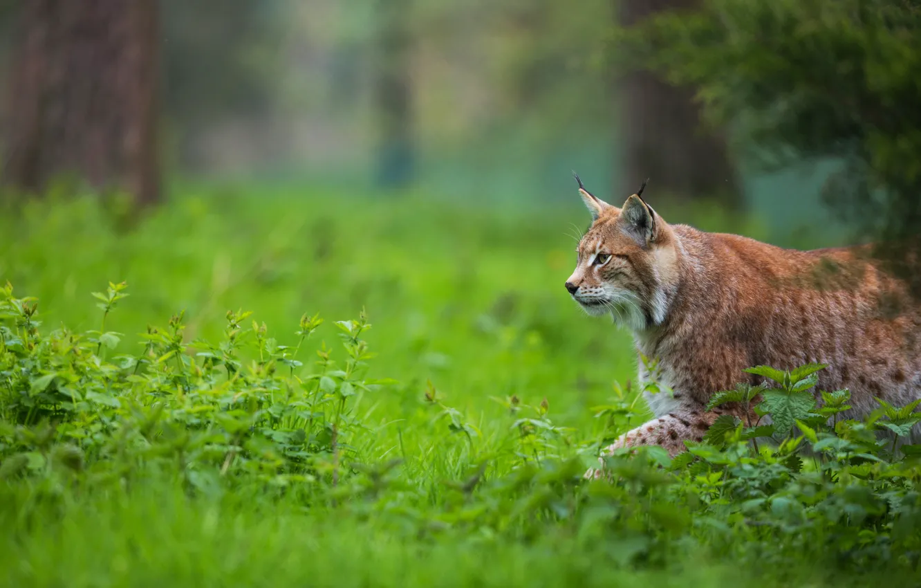 Photo wallpaper grass, look, face, nature, walk, lynx