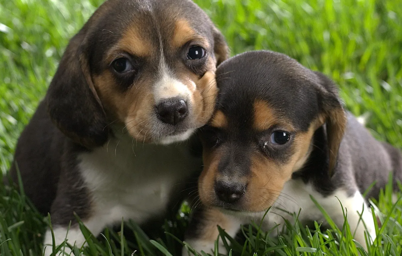 Photo wallpaper Puppies, Grass, Brown