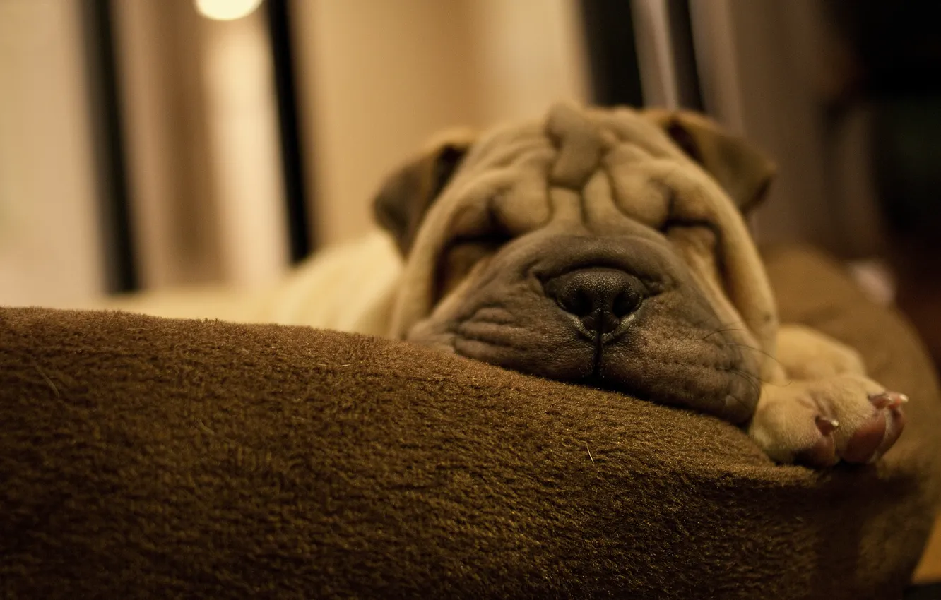 Photo wallpaper face, paw, sleep, dog, dog, Sharpay, puppy, pillow