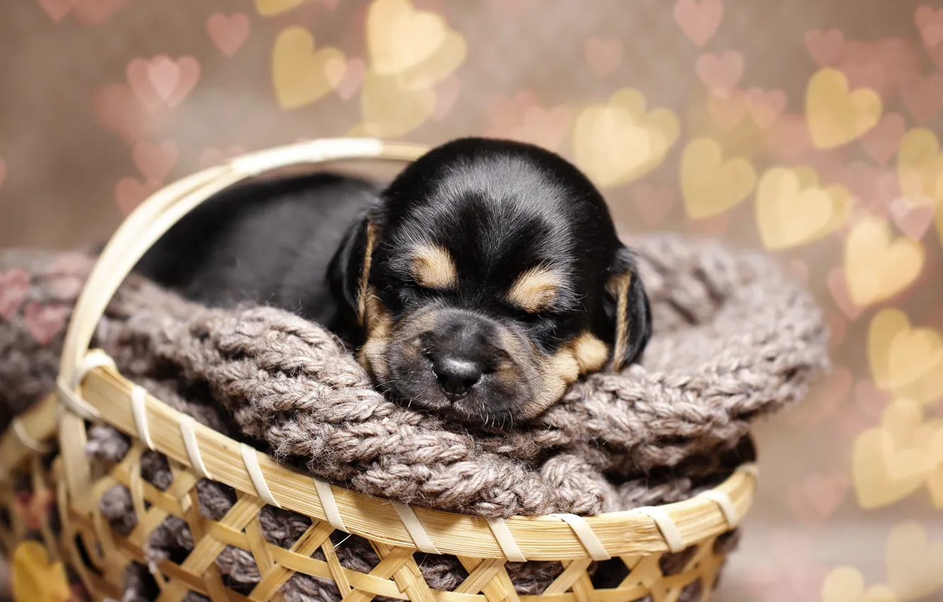 Photo wallpaper background, each, basket, puppy, bokeh