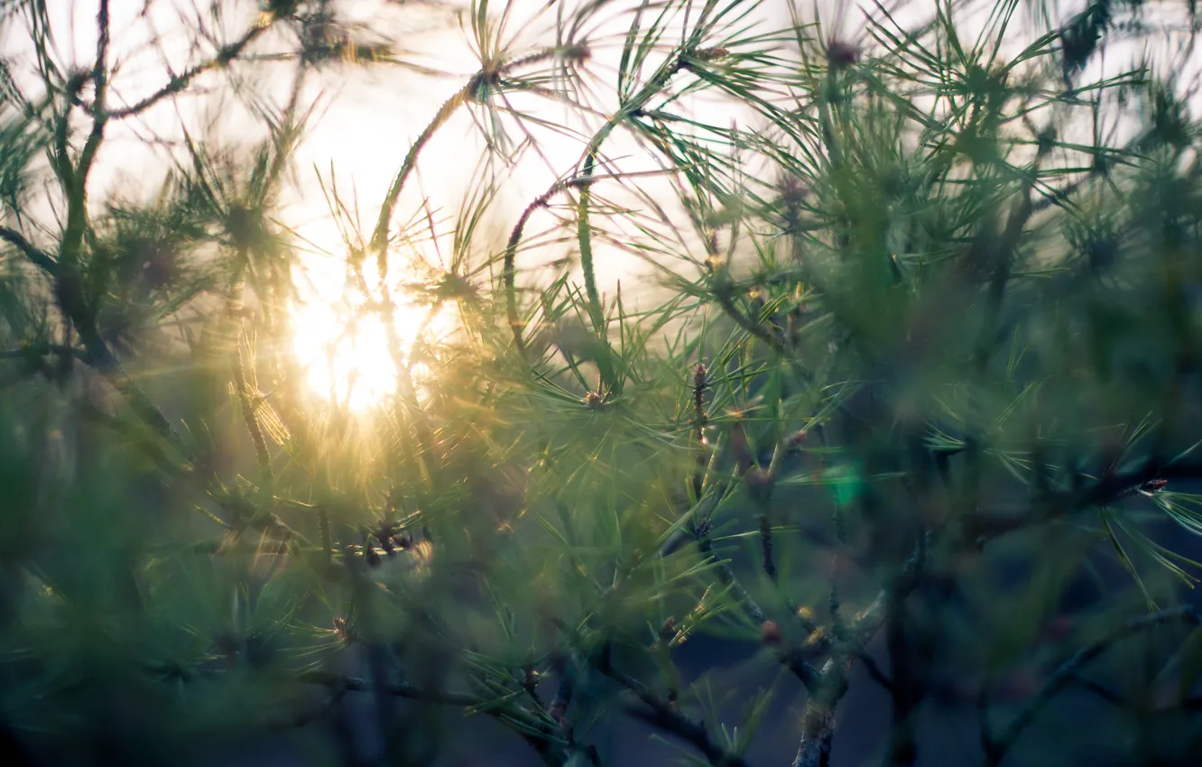 Photo wallpaper greens, forest, nature, The sun, morning, needles, pine