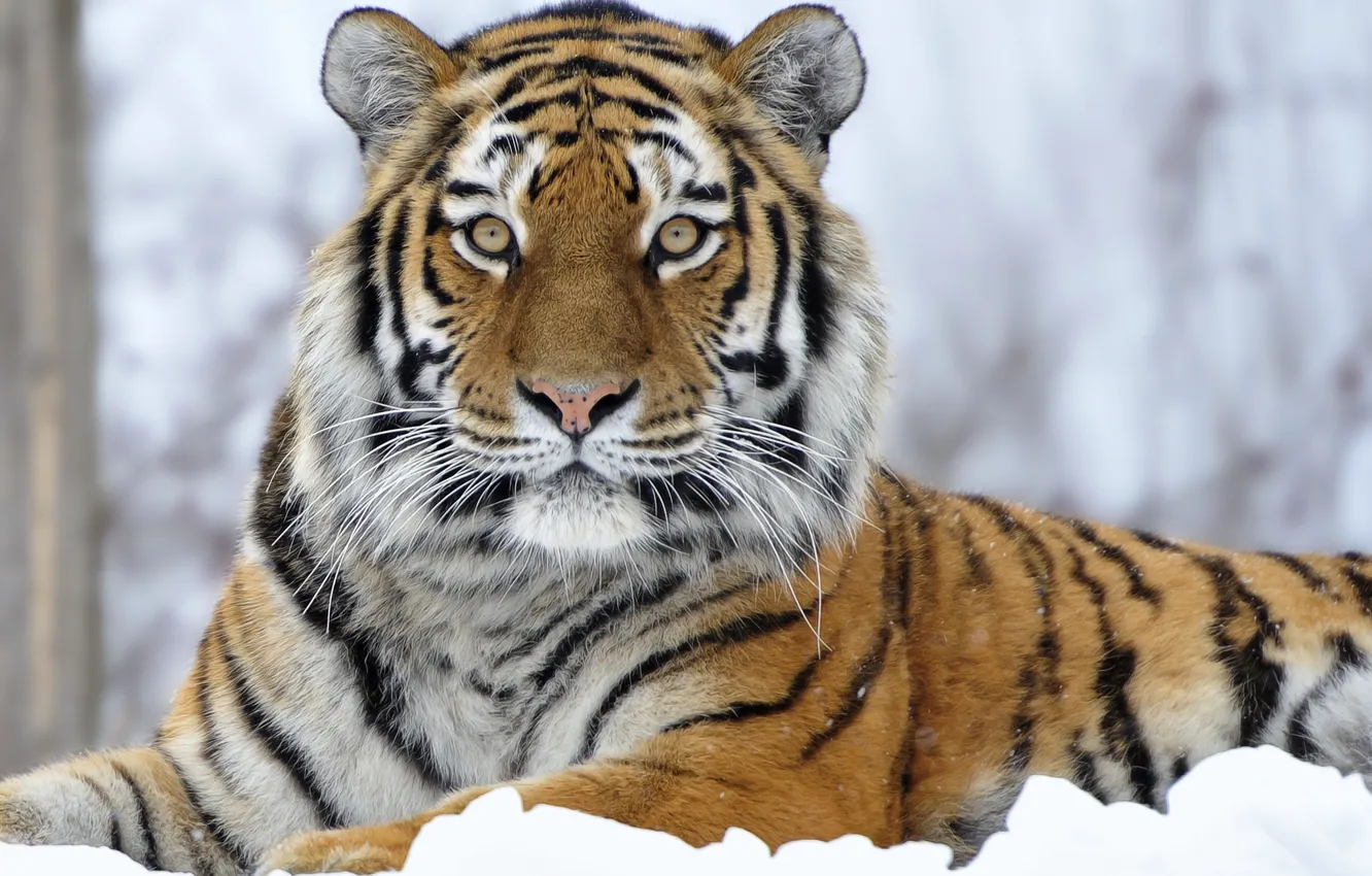 Photo wallpaper winter, snow, tiger, predator, big cat