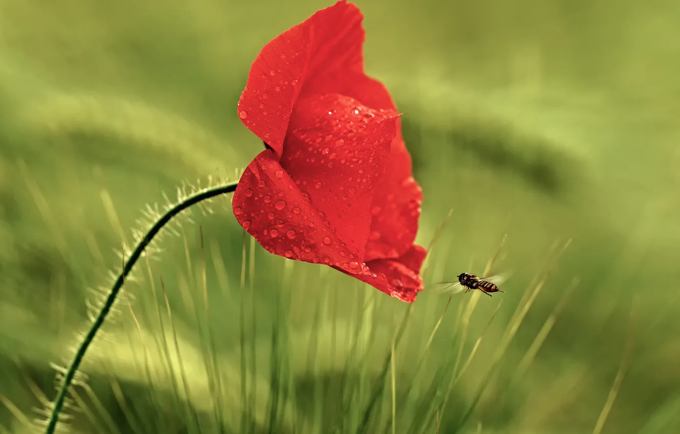 Photo wallpaper grass, drops, flowers, red, Rosa, Mac, insect