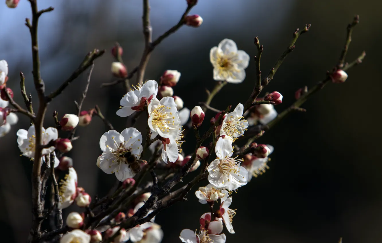 Photo wallpaper branches, nature, spring, flowering, drain