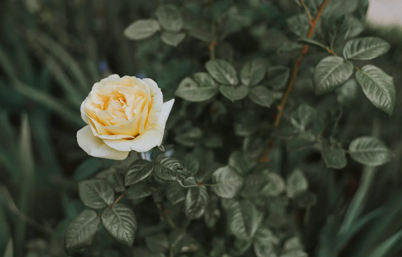 Photo wallpaper flowers, roses, the bushes, rosebud