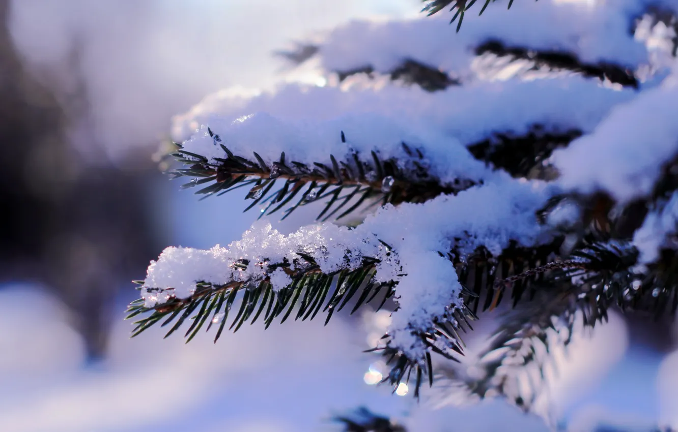 Photo wallpaper winter, snow, cold, frost, twig