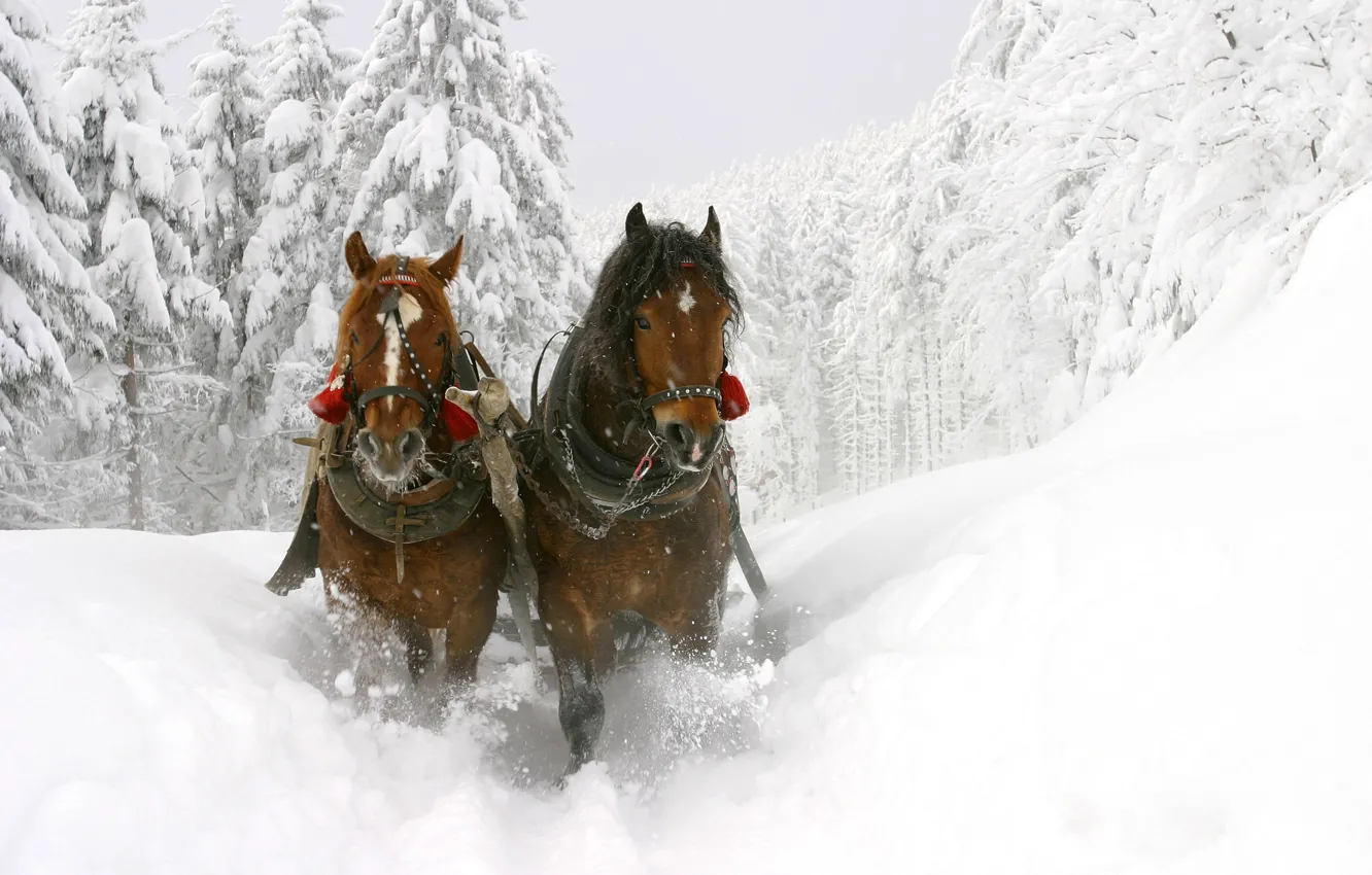 Photo wallpaper winter, snow, trees, horse, the snow, sleigh, beautiful, deep