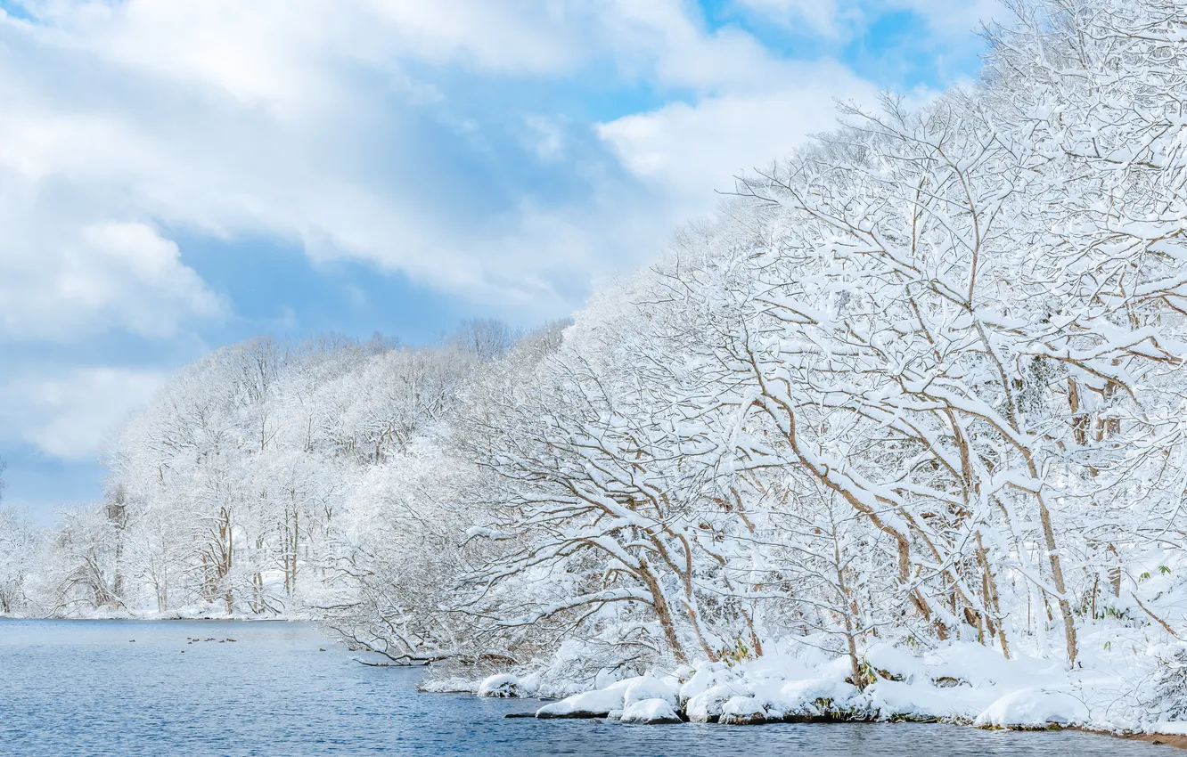 Photo wallpaper winter, frost, forest, water, clouds, snow, trees, branches