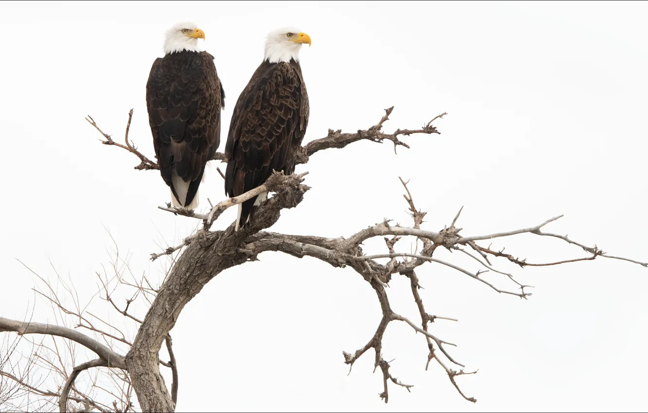 Photo wallpaper animals, bird, two, eagle