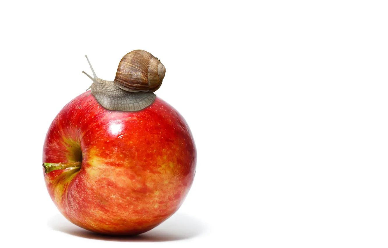 Photo wallpaper apple, fruit, animal, snail