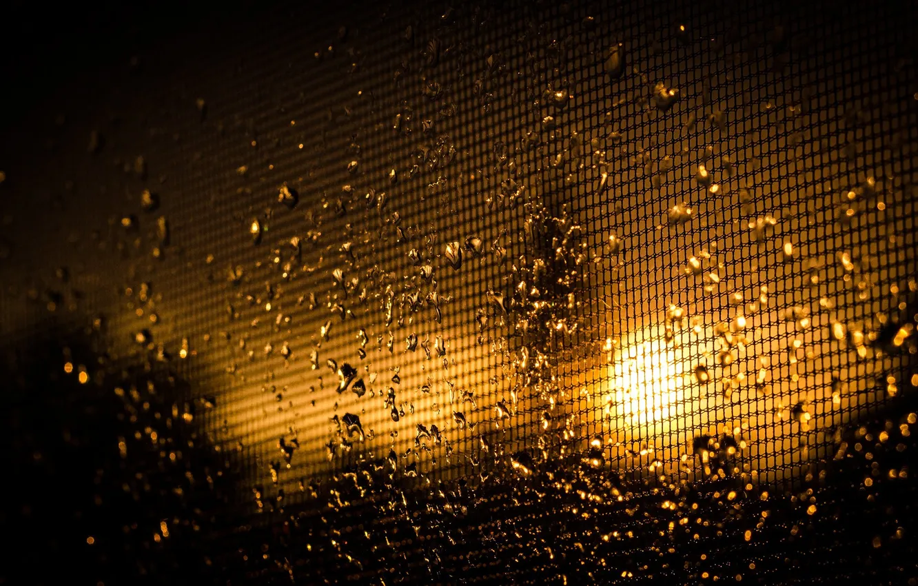 Photo wallpaper the sun, drops, macro, light, cell, Raindrops