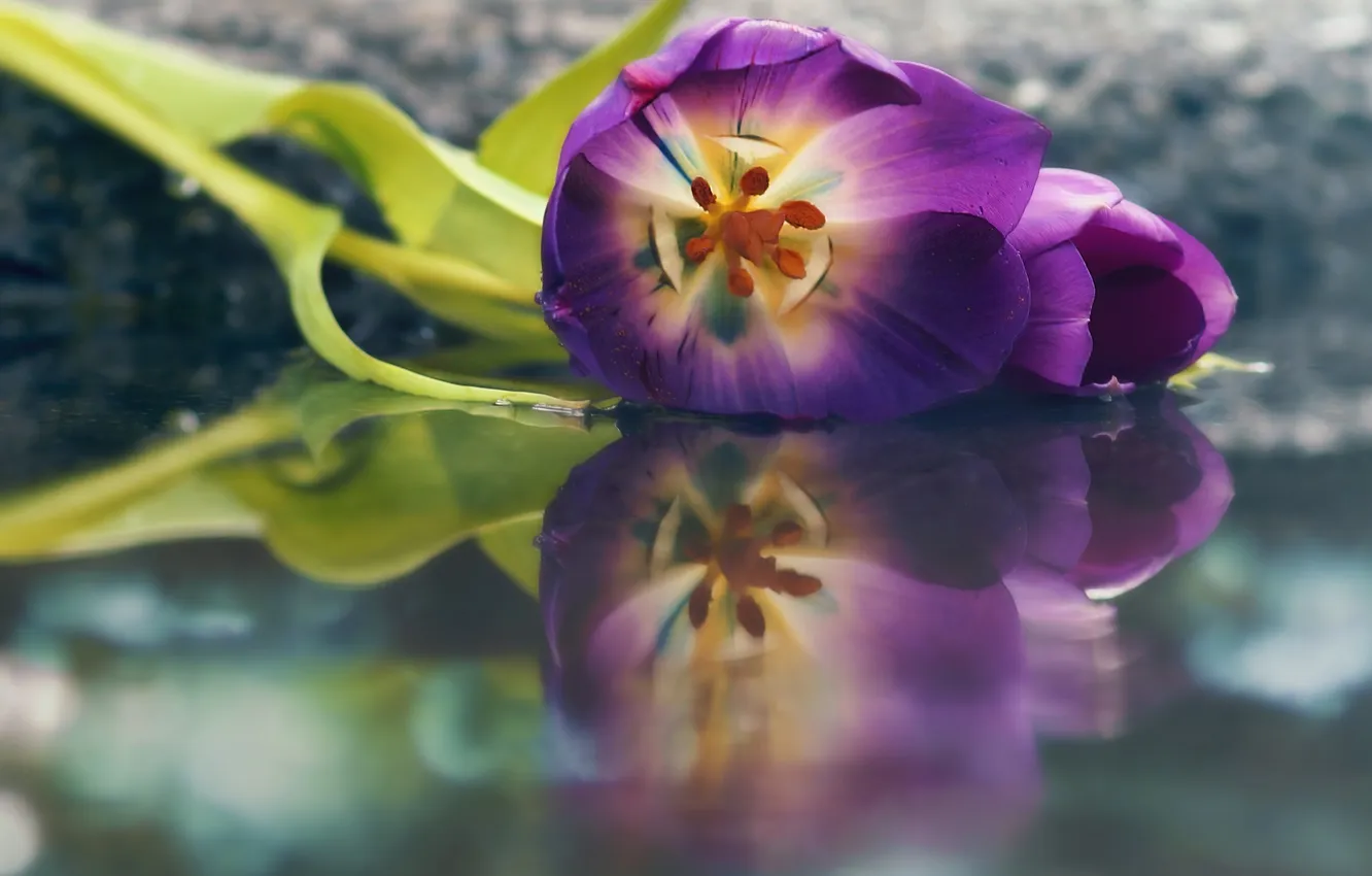 Photo wallpaper flowers, nature, tulips