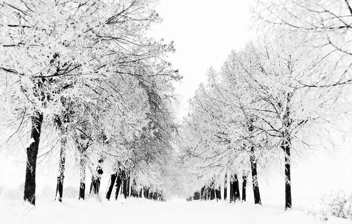 Photo wallpaper winter, frost, white, snow, trees