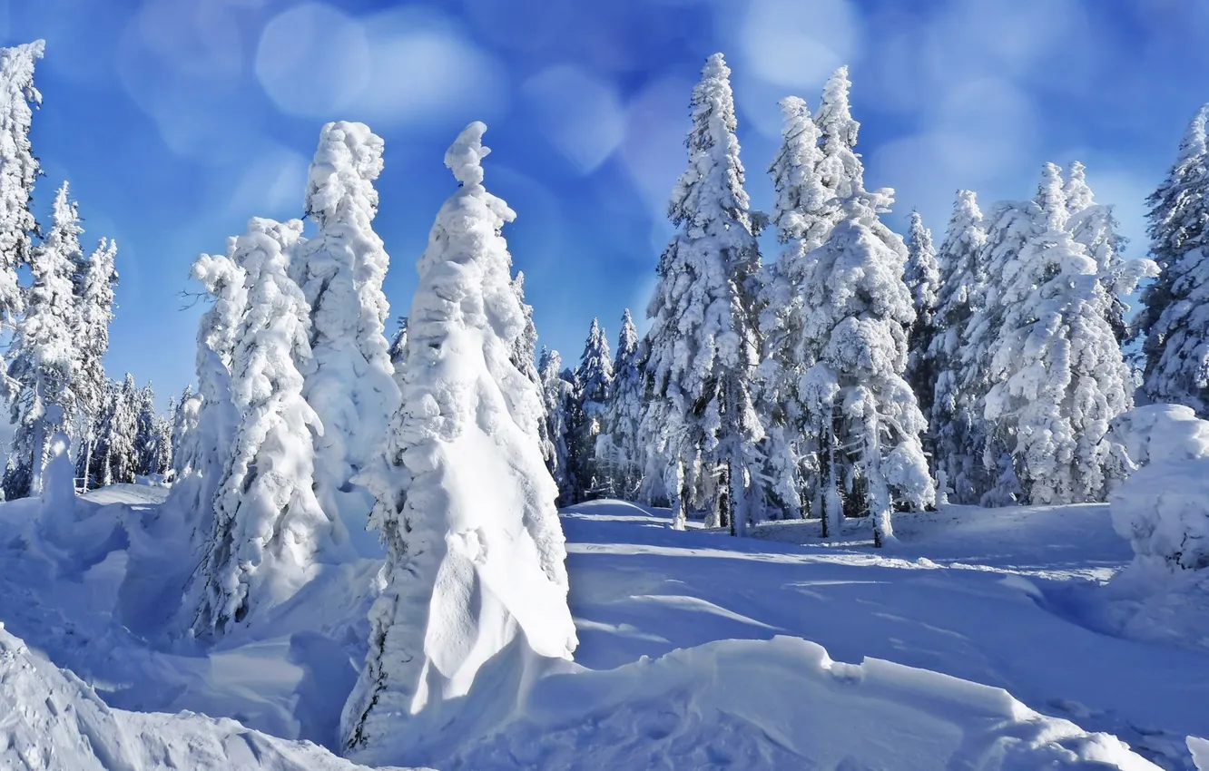 Photo wallpaper winter, the sky, snow, tree
